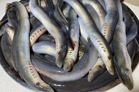 Azərbaycanda ilanbalığının qiyməti