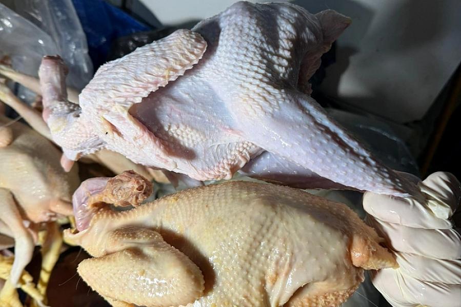 Xırdalanda toyuqları rəngləyib,