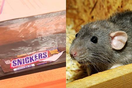 "Snikers"in içindən siçovul dişi çıxıb - VİDEO