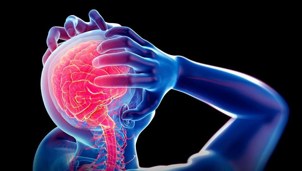 Dörd kateqoriya qidanın beyin sağlamlığını