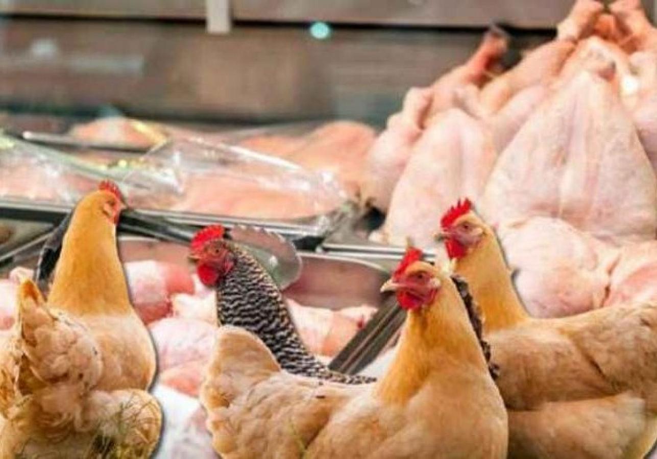 Belə kənd toyuğundansa, broyler daha faydalıdır -