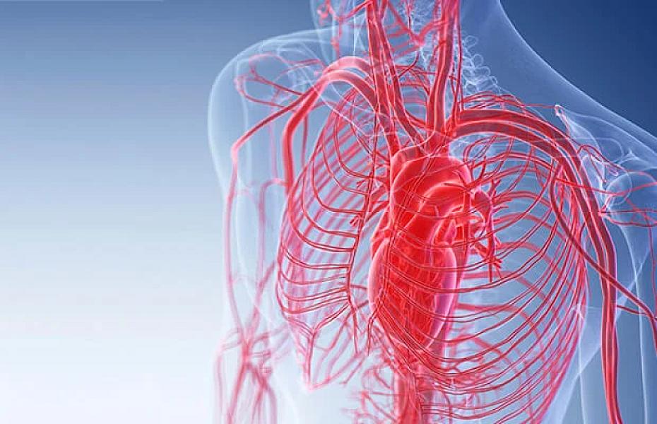 Mövsümi dəyişikliklər ürək və qan damarlarına