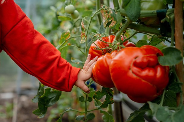 Xərçəngin qarşısının alınmasına kömək edə biləcək