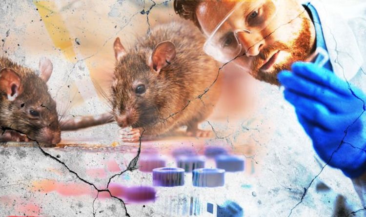 Son günlər yayılan Hantavirus nədir və necə yayılır? –