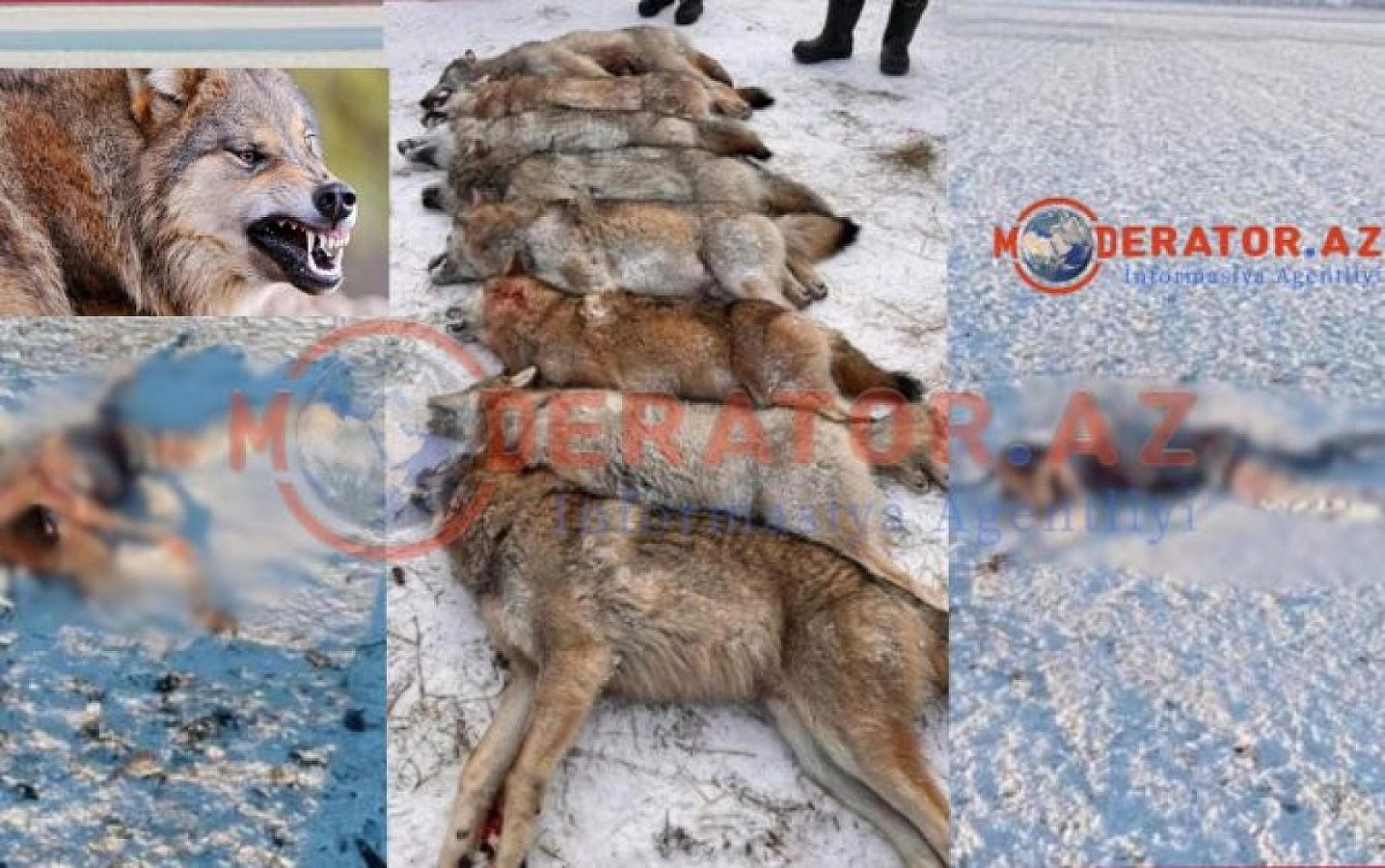 Sumqayıt sakinini Rusiyada 8 canavar parçaladı - ÜRƏKSIZLADAN görüntülər -