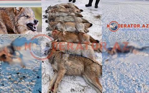 Sumqayıt sakinini Rusiyada 8 canavar parçaladı - ÜRƏKSIZLADAN görüntülər -