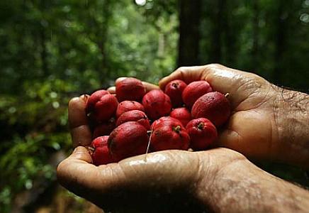 Bu meyvə xərçəngi kökündən baltalayır -