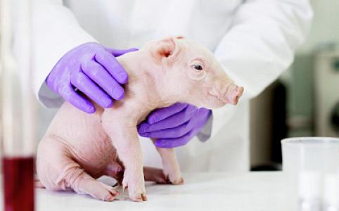 Yaponiyada ilk dəfə olaraq orqanları insanlara köçürülə bilən