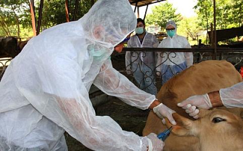 Bruselyoz xəstəliyinə qarşı monitorinqlər