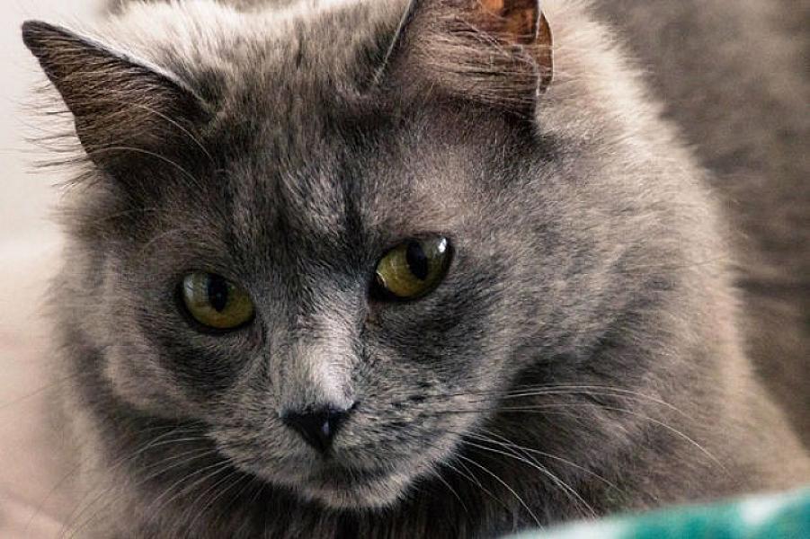 Rusiyada pişik 10 yaşlı uşağı yanğından xilas edib -