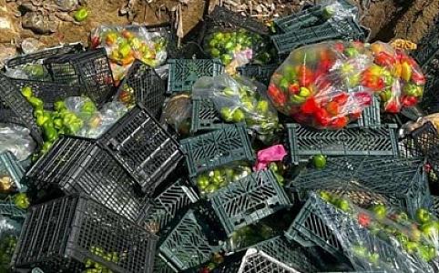 İrandan Azərbaycana gətirilən portağal və bibərdə zərərli orqanizm aşkarlanıb