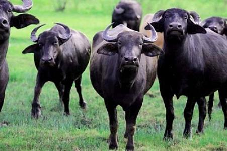 Dərdlərə dərman olan camış ətini niyə SEVMİRİK? - Mütəxəssisdən