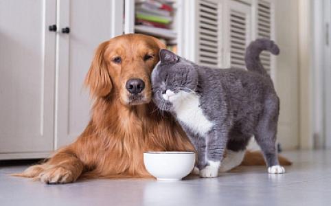 Azərbaycanda ev heyvanları üçün baytarlıq pasportunun forması təsdiqlənib