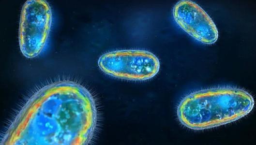 Ani ölümə səbəb olan BEYİN YEYƏN AMÖB nədir və