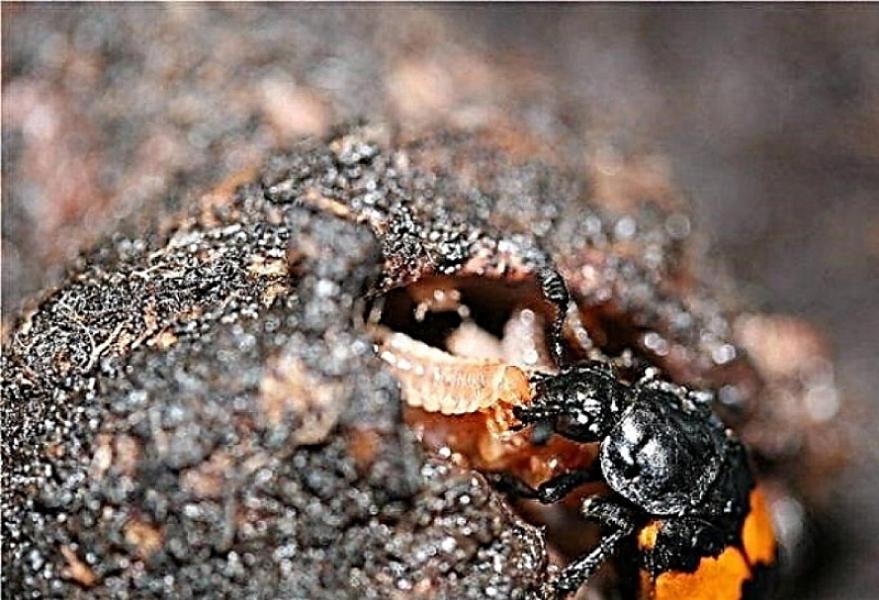 Çürümüş cəsədlərin üzərində tapılan böcəklər ölüm anını müəyyən edir -