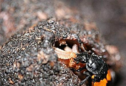 Çürümüş cəsədlərin üzərində tapılan böcəklər ölüm anını müəyyən edir -