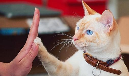 Ölümcül FIP pişik xəstəliyinin əlamətləri nələrdir?