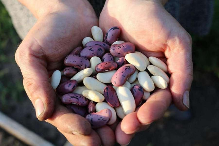 Uzunömürlülüyə kömək edən qidalar açıqlandı