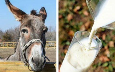 "Qızılcanın dərmanıdır" dedilər: Azərbaycanda eşşək südünün litri