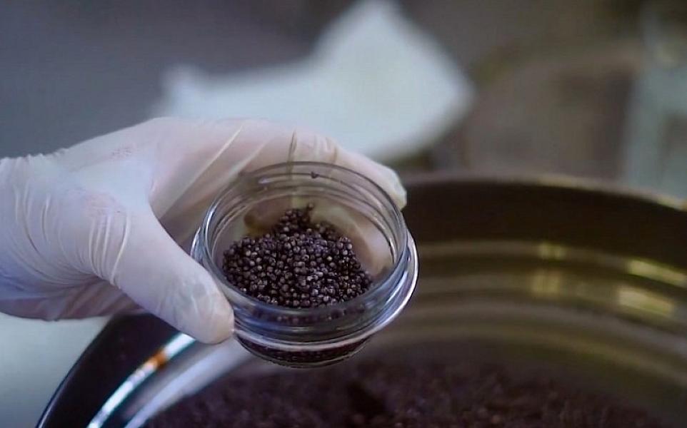 Azərbaycan kürüsünün Avropa bazarına ixrac icazəsi davam edəcək