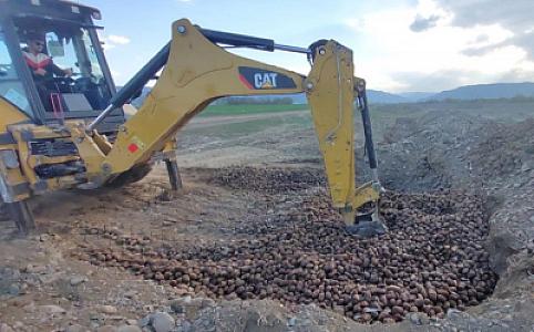 Gürcüstandan Azərbaycana gətirilən 24,5 ton kartof zərərvericilərə görə məhv edilib