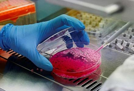 Koreyalı tədqiqatçılar zəngin zülala malik “mal əti düyüsünü” yetişdiriblər