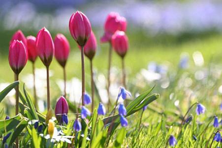 Azərbaycana yaz fəsli daxil olub