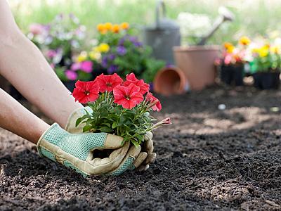 Allergiyası olanlar bağçalarında bu bitkiləri əkməsinlər