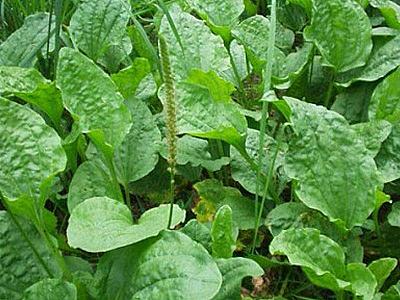 7 xəstəliyə çarə olan bitki – Bağayarpağı