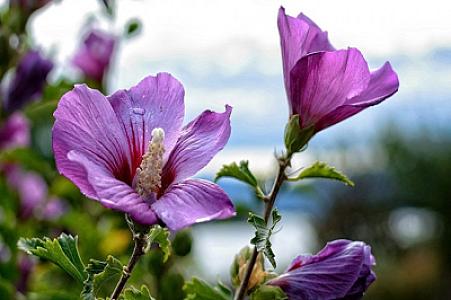 Minbir dərdin dərmanı GÜLXƏTMİ: