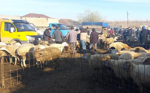 AQTA-nın heyvan bazarlarında apardığı monitorinqlər zamanı nöqsanlar aşkarlanıb