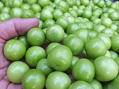 Qızıl qiymətinə satılan zəhər: Mövsümündən əvvəl bazara çıxarılan