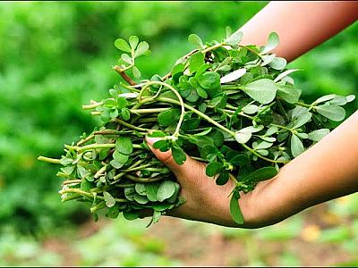 Hər kəs onu ALAQ OTU bilir