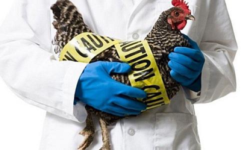 Dünyada “H3N8” quş qripindən ilk ölüm faktı qeydə alınıb