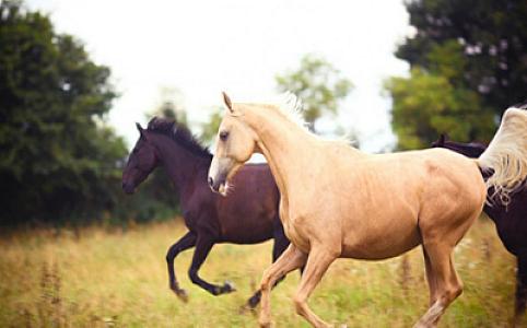 At ətinin idxalı və satışı rəsmi olarsa ajiotaja səbəb olmaz