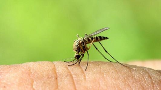 Təsdiqləndi: Ağcaqanadlar bu qan qrupundan olan insanları "sevirlər"