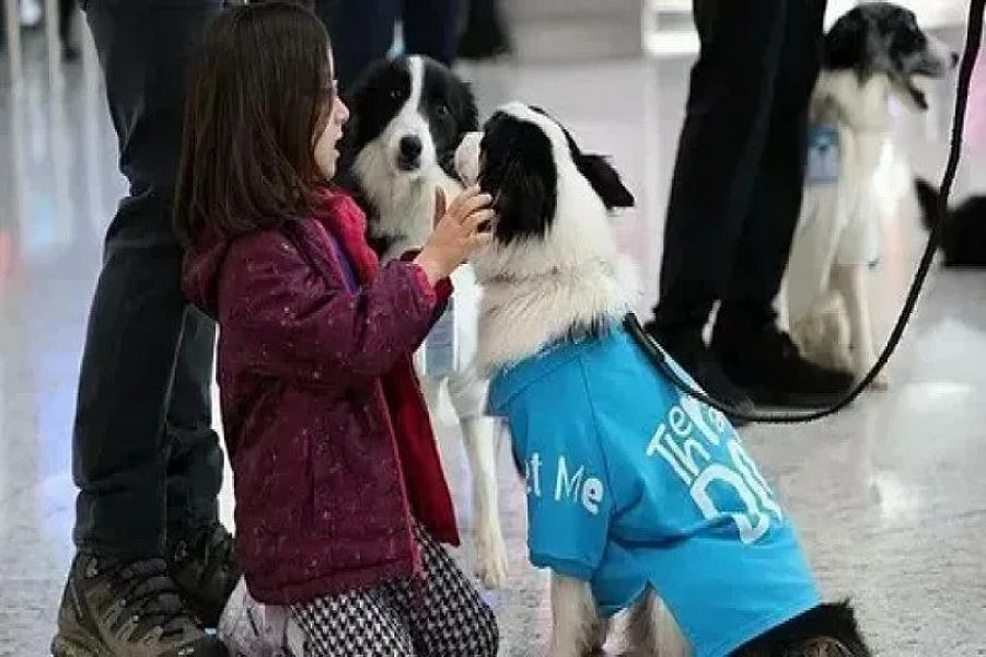 İstanbul hava limanında həkim itlər işə başlayacaq