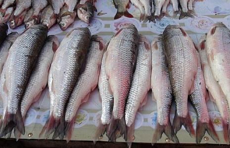 Bu il bazarlarda balıq bol olacaq, qiymət isə...