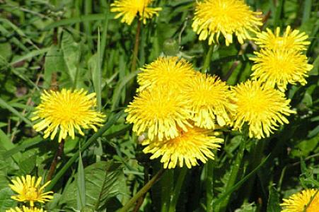 Xərçənglə mübarizədə zəncirotu faydalıdırmı?