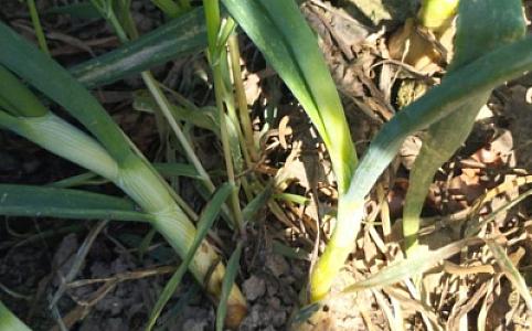 AQTA soğan təsərrüfatlarında monitorinq aparıb,