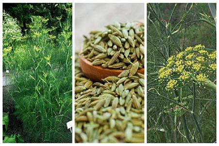 Öskürək və köpün dərmanı