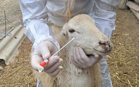 Gürcüstandan Azərbaycana xırdabuynuzlu heyvanların idxalına