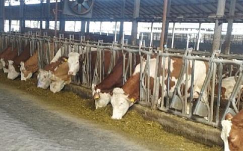 Bruselyoz xəstəliyinə tutulmuş heyvanlarla bağlı müvafiq tədbirlər görüləcək