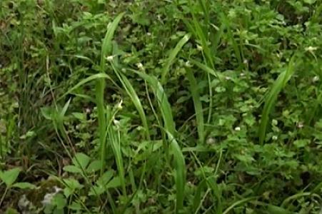 İsmayıllı meşələrində bitən pəl bitkisi: