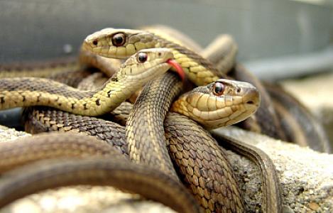 Bakıda ilanların sayı artıb?