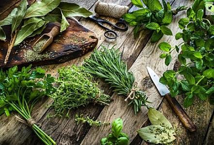 Bu bitkinin xərçəng hüceyrələrini 85% kiçiltdiyi məlum oldu