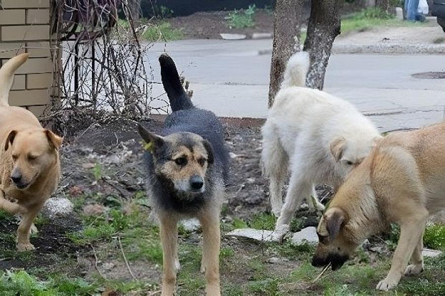 Bakıda dəhşət: Sahibsiz itlər azyaşlıya hücum etdilər