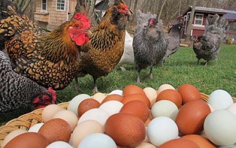 Baytardan qorxunc XƏBƏRDARLIQ: