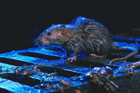 İspaniyada ilk dəfə: Onlarla insanda siçovul xəstəliyi