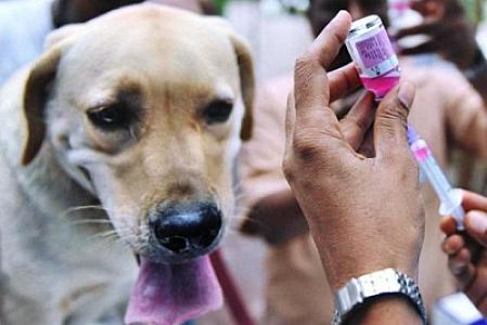 TƏBİB: "Şabranda quduzluq şübhəsinə görə 9 nəfərə vaksin vurulub, evə buraxılıblar"